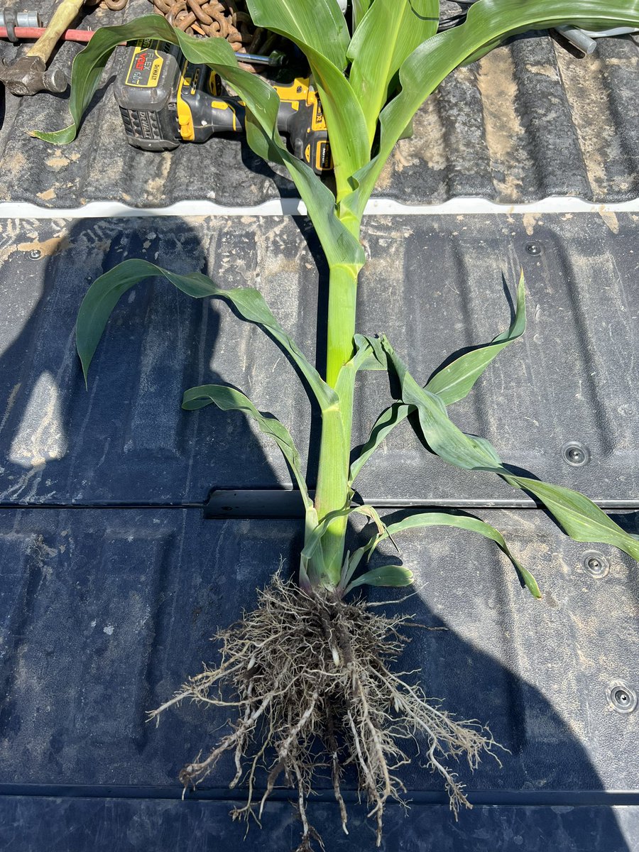 51Hitz's tweet photo. Different fields and hybrids of corn at different stages throughout the summer. Looking for input from corn root experts or other growers if there is obvious good/bad. What are things to try or change to get larger root mass with more fine and white roots hairs in 2023 https://t.co/BvzXZ8F6WF