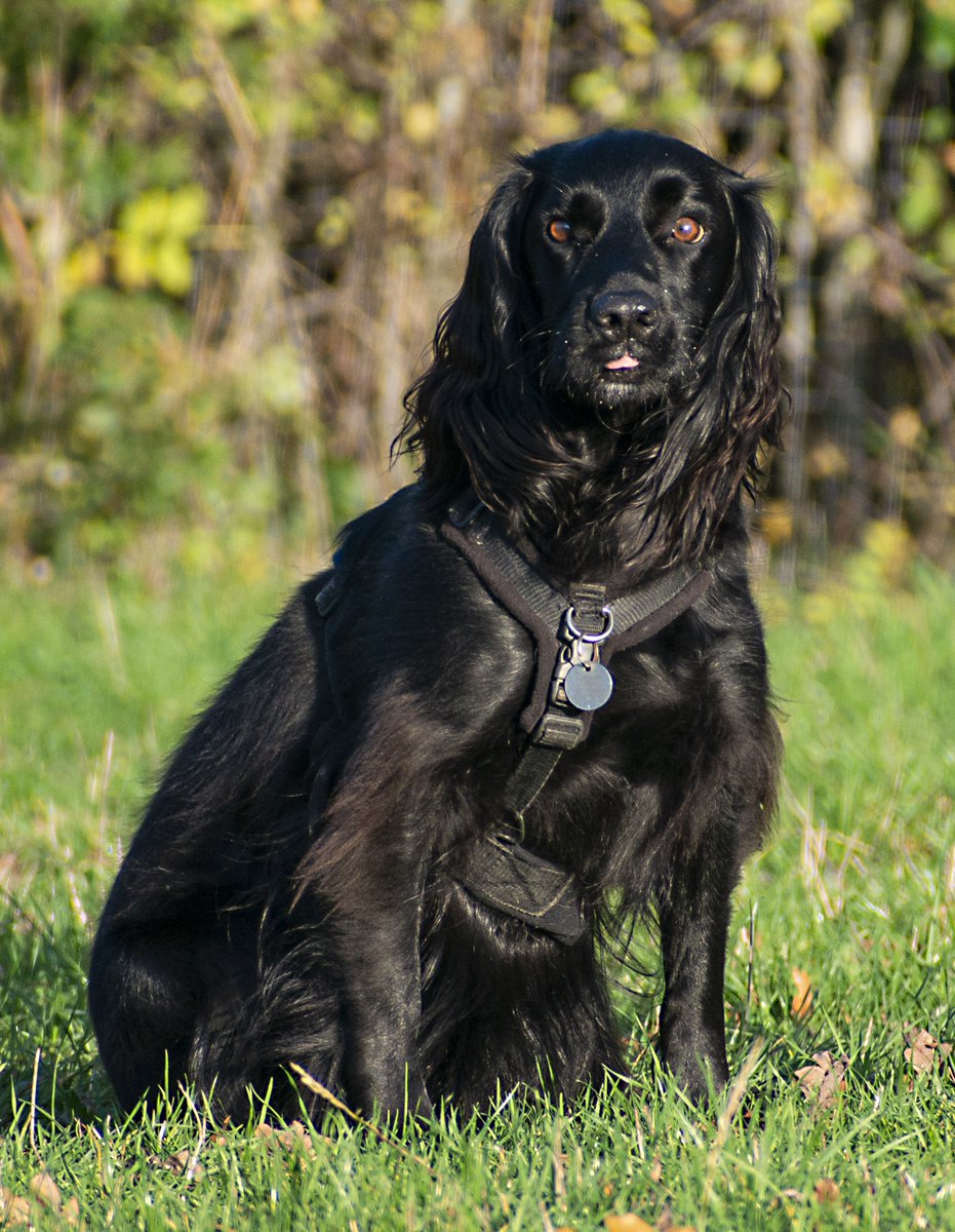 Chris_Paul's tweet photo. Please take a look at my dog photography Facebook page https://t.co/83kBs7citf… #dogs #dogphotography #spaniels #gundog #gundogs https://t.co/yQeSRBI7Dd