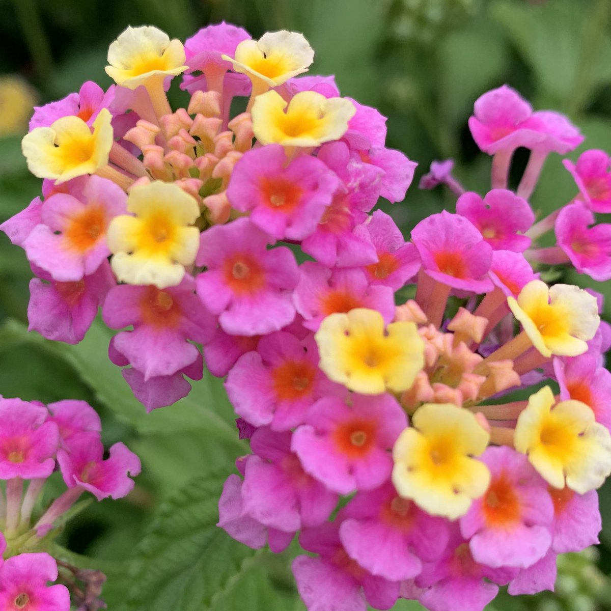 おはよう御座います(*´▽｀)ﾉﾉ 🌸🌸🌸花の便り🌸🌸🌸 ランタナの和名は七変化。鮮やかな色の花をつけその色が次第に変化することに由来する