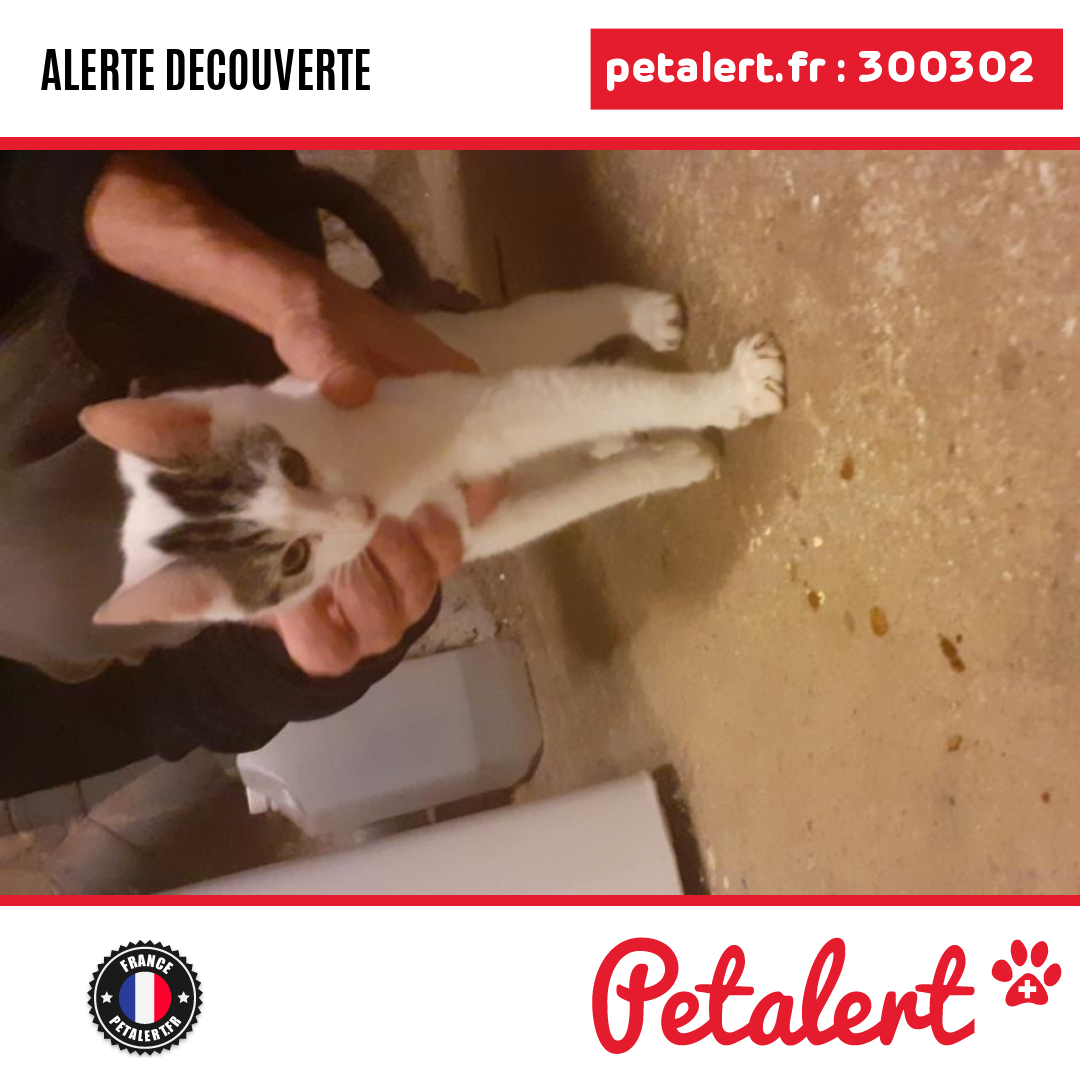 petalert_france's tweet photo. Trouvé #Chat #Vendee #Corpe #Petalert #PetAlert85 / https://t.co/MeYlqFNip1 https://t.co/hvPrRXRe3s