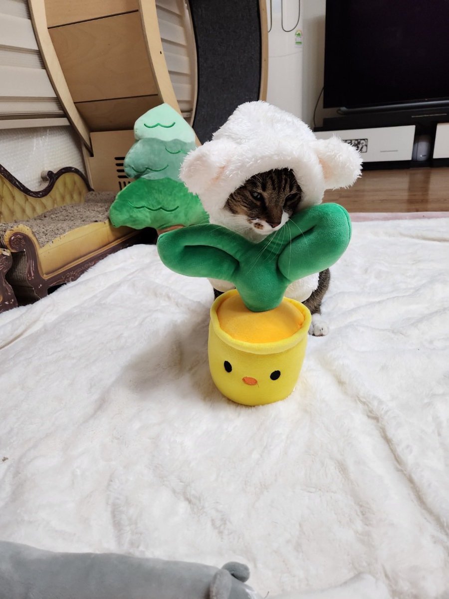 bblminsung's tweet photo. [221119] LK 9:02pm kst

🐱 hoo... so cute

they're my little siblings

i wonder who they look like

hoot https://t.co/aecCmZYG2X