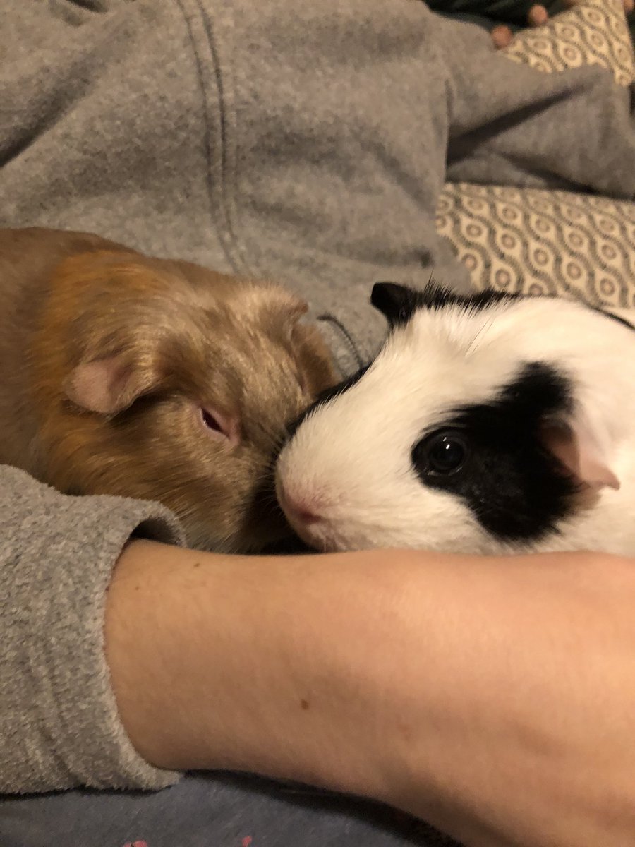 MrJyothykumar's tweet photo. @emmccatt Cherry and Dotty are tired of this Twitter drama, too 🐹 https://t.co/AGYo8wkWxR
