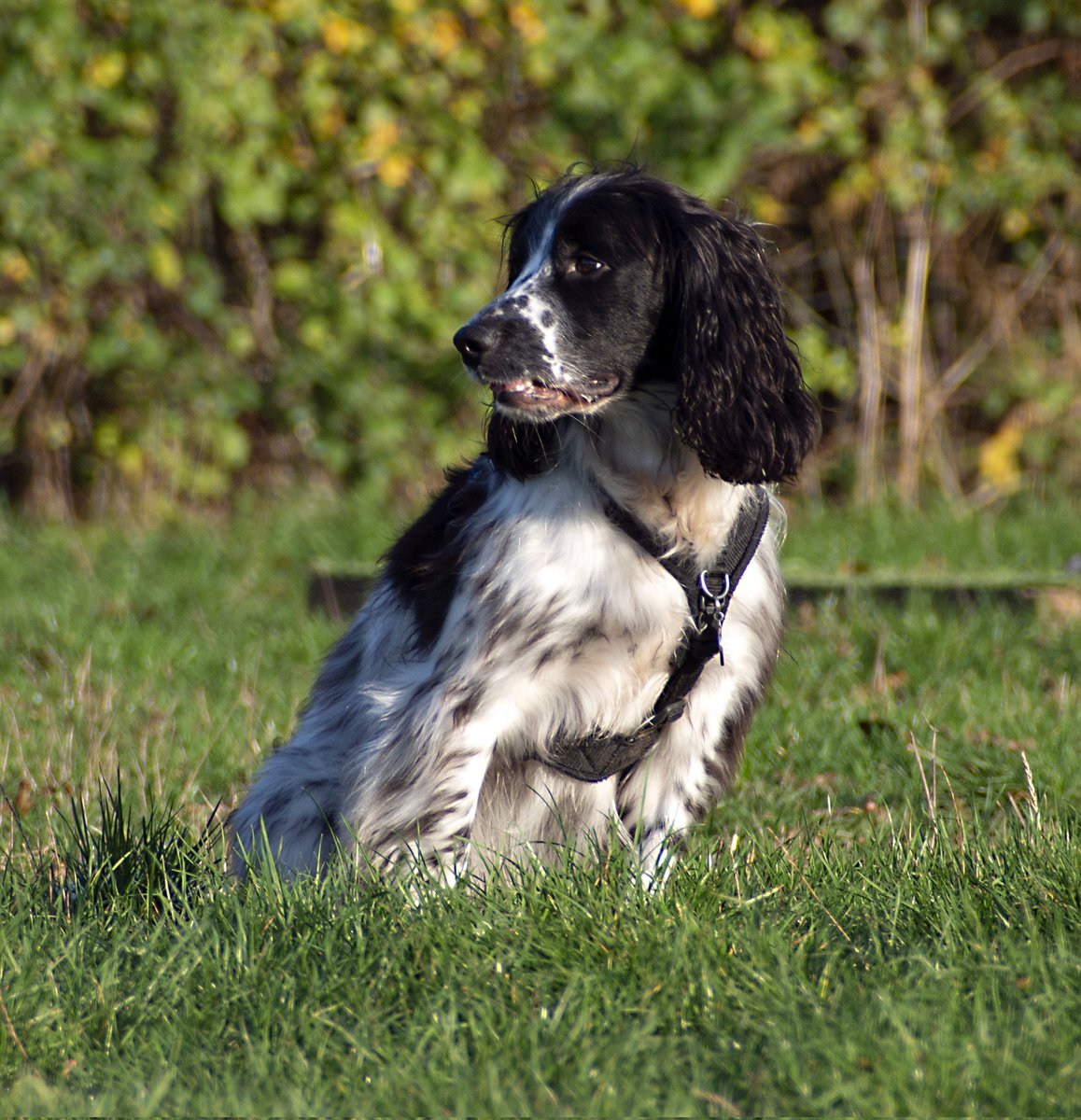 Chris_Paul's tweet photo. Please take a look at my dog photography Facebook page https://t.co/RX6DZD4gjz #dogs #dogphotography #spaniels #gundog #gundogs https://t.co/g5VQHsQBHJ