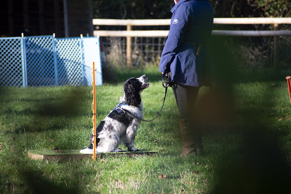 Chris_Paul's tweet photo. Please take a look at my dog photography Facebook page https://t.co/83kBs7tTRP… #dogs #dogphotography #spaniels #gundog #gundogs https://t.co/dLNzebKsqO