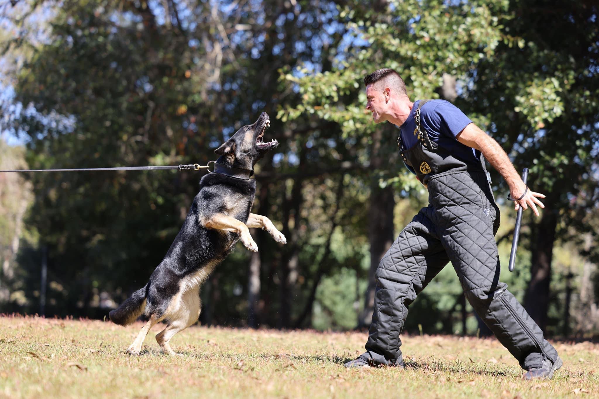 Harrison K9* on Twitter: "Gotta love a good girl going for the bad guy