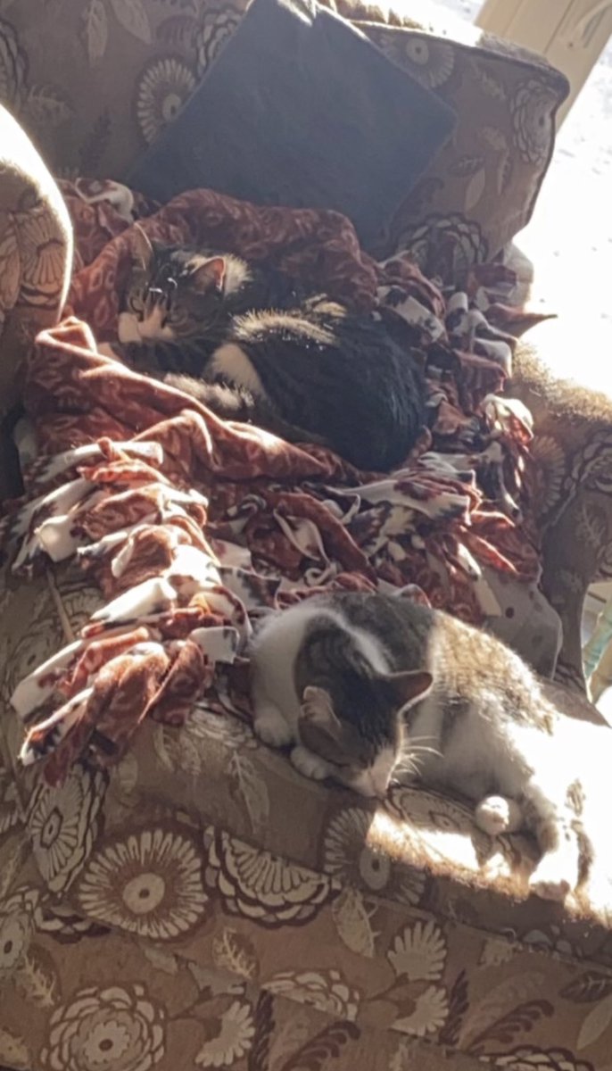 KitHasArrived's tweet photo. Doppelgänger cat (who is not as purrfectly pretty as meow-self) is stealing my sunlight and blanket… and chair. #CatsOfTwitter https://t.co/QTJlM2IVvQ