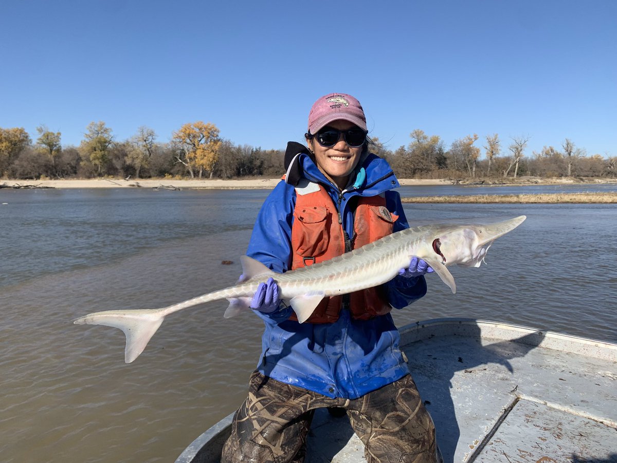 🚨JOB ALERT 🚨 We are seeking two technicians for the pallid sturgeon project in the lower Platte River. Basic duties will include trotlining, using acoustic telemetry equipment, larval sampling, &amp; more. Full description and how to apply in pictures! #TeamFish