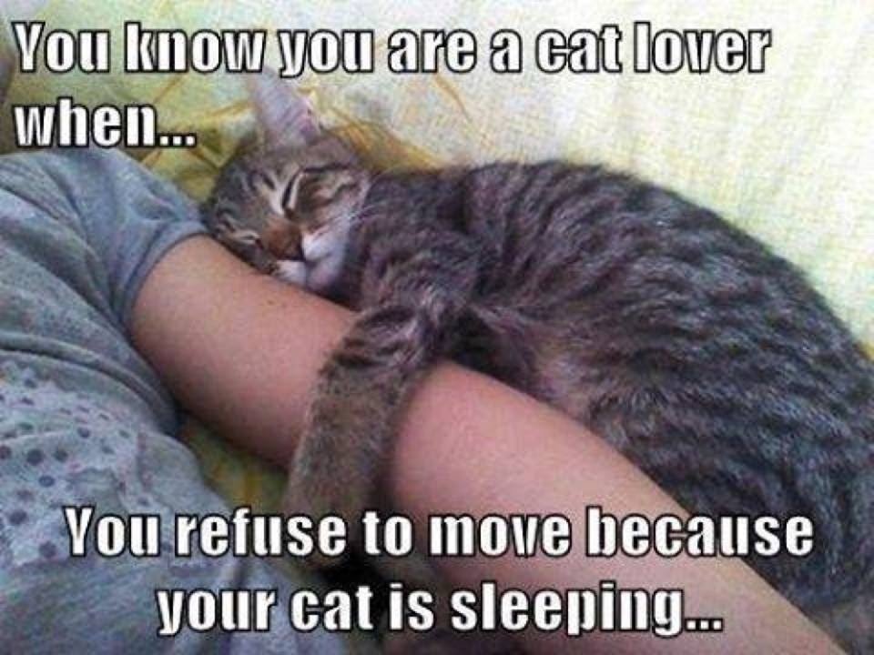 KittyKatGirl😻🙏💞🐞 tweet media