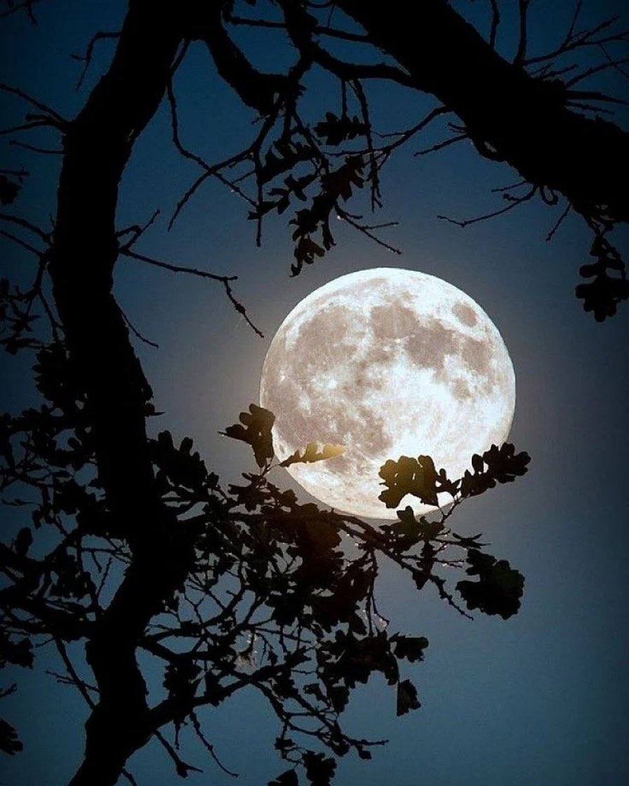 Moon lover