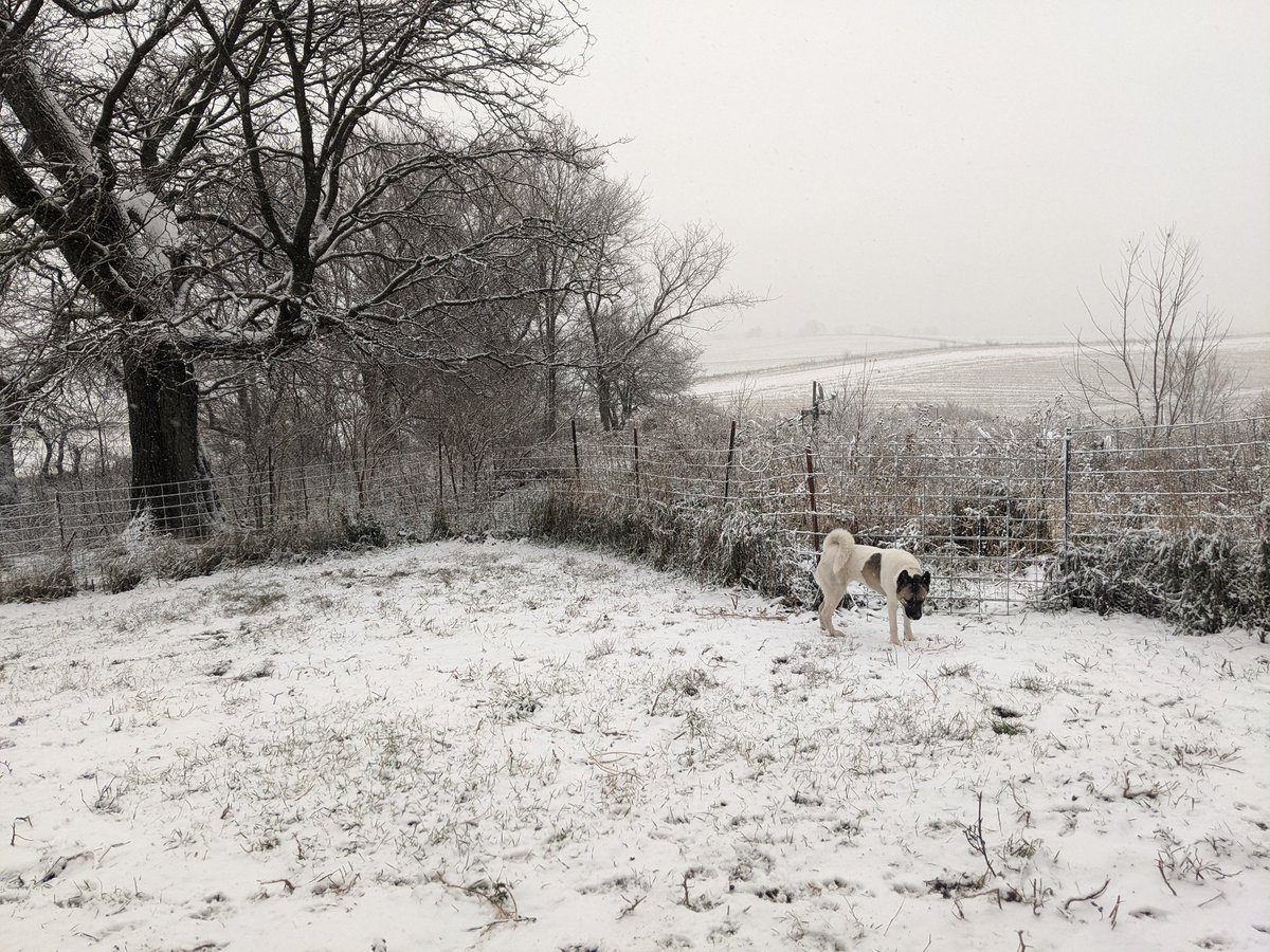 ShantiKeyz's tweet photo. Kuma loves winter! https://t.co/bae6LCES7w