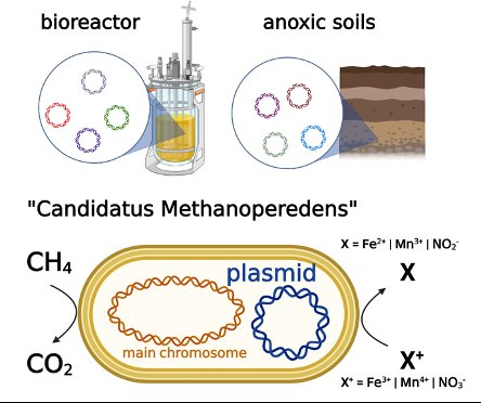 Great to see this study out in <a href="/NatureComms/">Nature Communications</a> : Large plasmids in methanotrophic #Methanoperedens archaea by
@MScholmerich <a href="/BanfieldLab/">The Banfield Lab</a> icw <a href="/HeleenOuboter/">Heleen Ouboter</a> <a href="/CUWelte/">Cornelia Welte</a>  of #microbiology @RIBESresearch congratulations to all!
nature.com/articles/s4146…