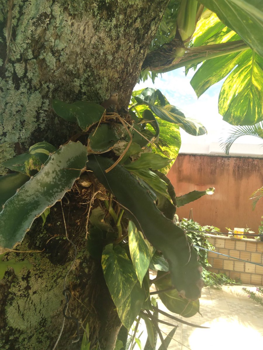 Marinalda Silva tweet media