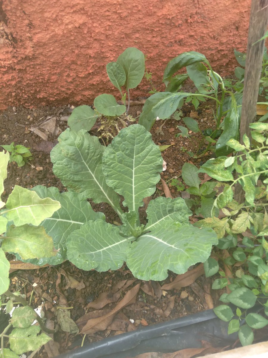 Marinalda Silva tweet media