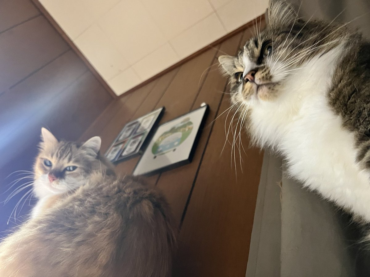 BooBoyCatToys's tweet photo. Peeking in to make sure you know our only sale of the holiday season has started! Now through November 30 get 25% off all toys in our shop. 😻 

(And in our Printables shop, everything is 30% off )

#caturday #cyberweek #etsycyberweek #handmadewithlove #CatsofTwitter https://t.co/aZwnH1b4Vo