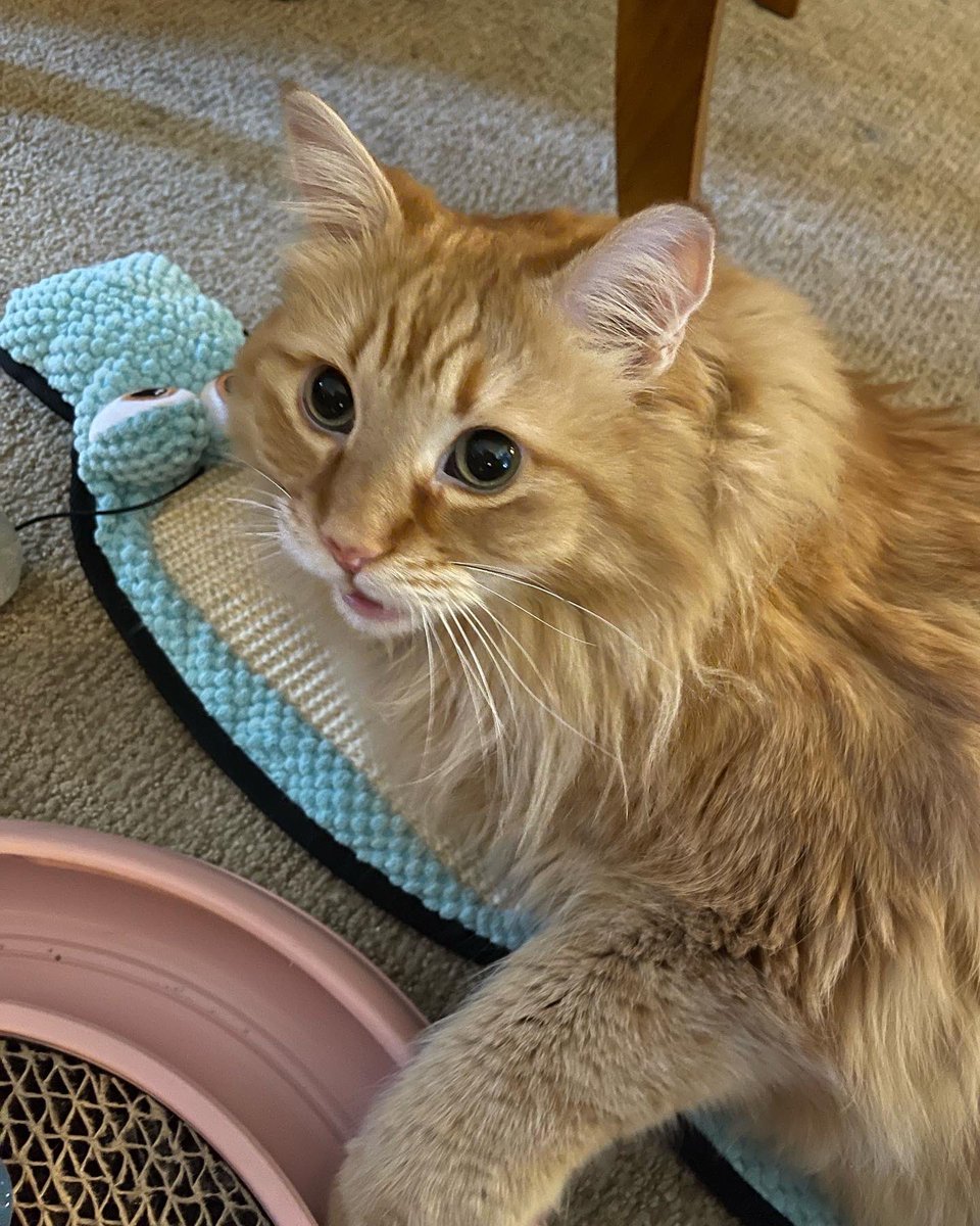 dawn tush tweet media