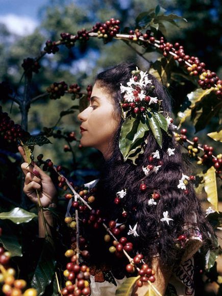 Reportaje de National Geographic: Coffee is the King in El Salvador (El café es el rey en El Salvador), un pequeño país rico en producción de café, visita El Salvador y prueba su buen café, 1944.