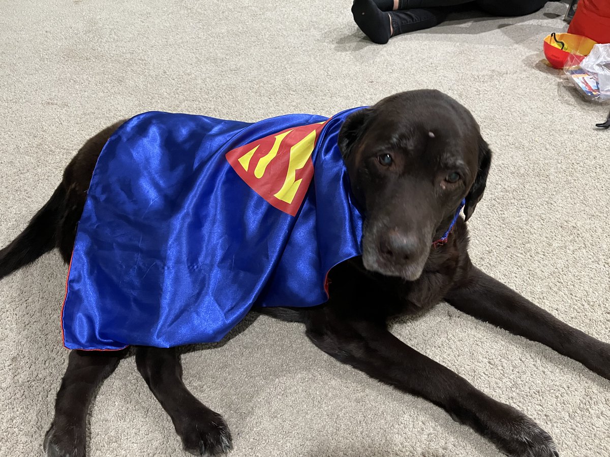 VaDOTNOVA's tweet photo. Would you believe this beautiful girl just turned 14 on Halloween?? Lauren in District Administration says that Sammie here loves to sunbathe and sleep all day. Now, THAT'S the life!
#PetsOfVDOT https://t.co/lrvvw0X6Vi