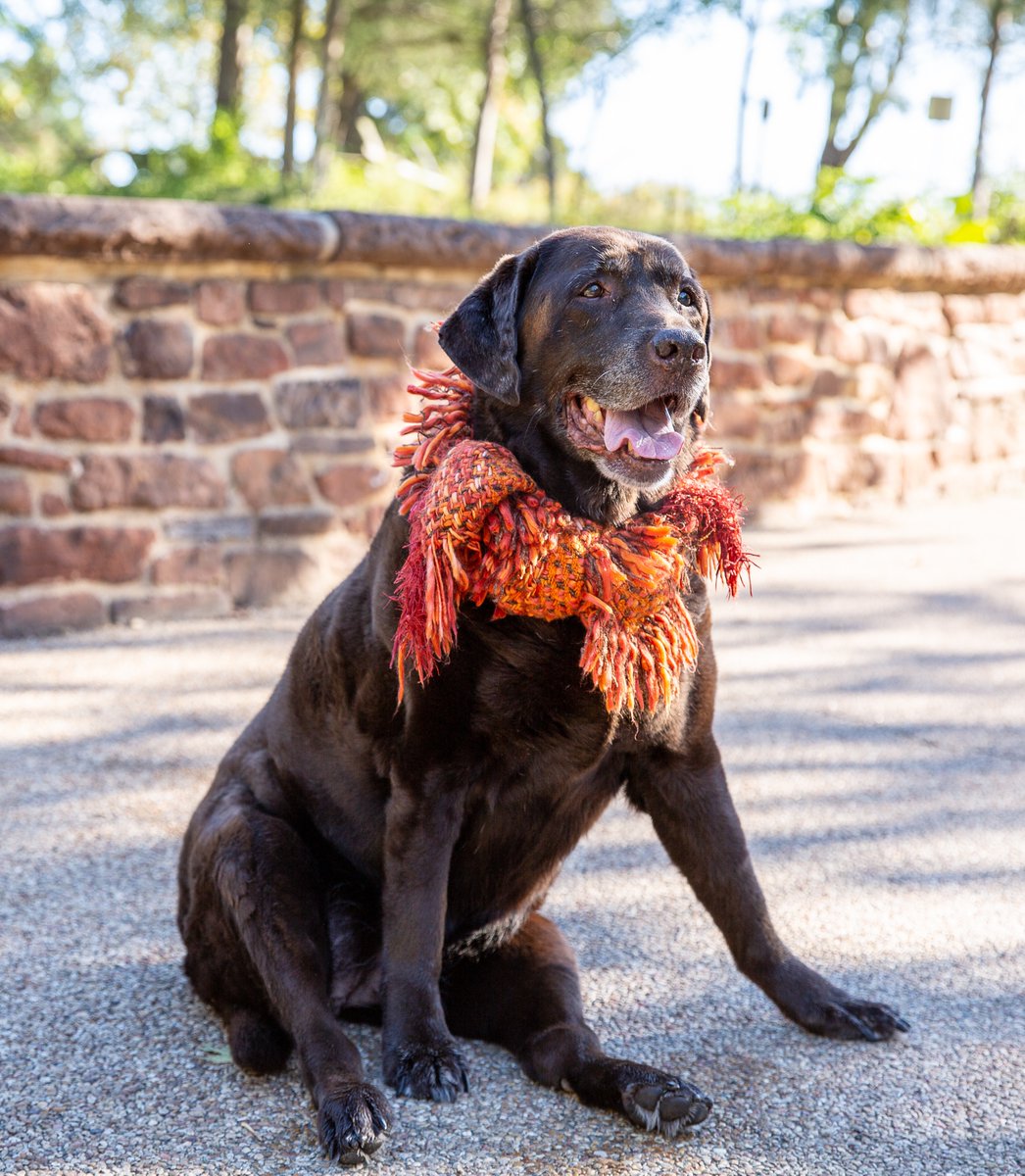 VaDOTNOVA's tweet photo. Would you believe this beautiful girl just turned 14 on Halloween?? Lauren in District Administration says that Sammie here loves to sunbathe and sleep all day. Now, THAT'S the life!
#PetsOfVDOT https://t.co/lrvvw0X6Vi