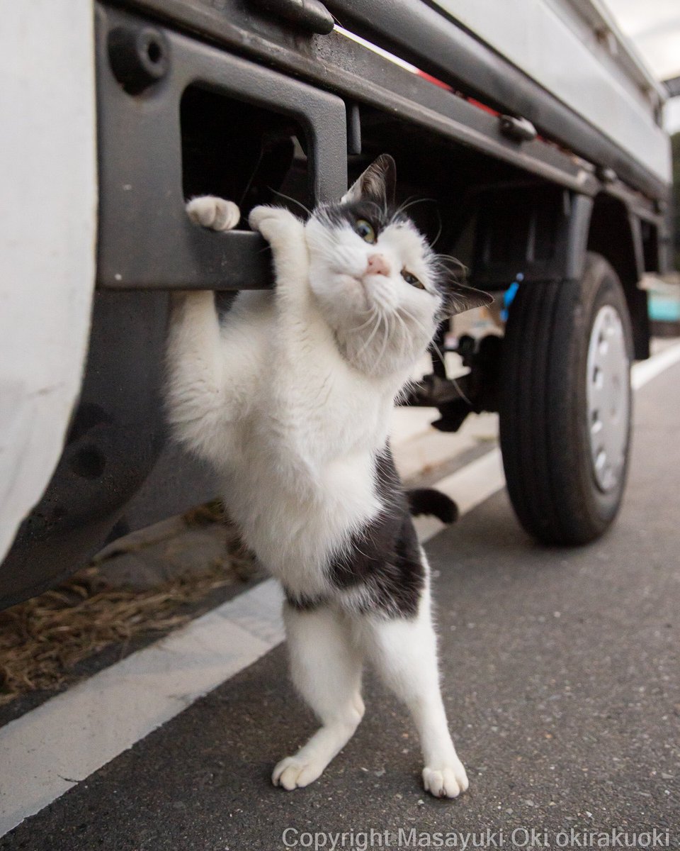 神輿の担ぎ手。

#cat #ねこ #猫 #猫写真 https://t.co/qKWS8quJNy