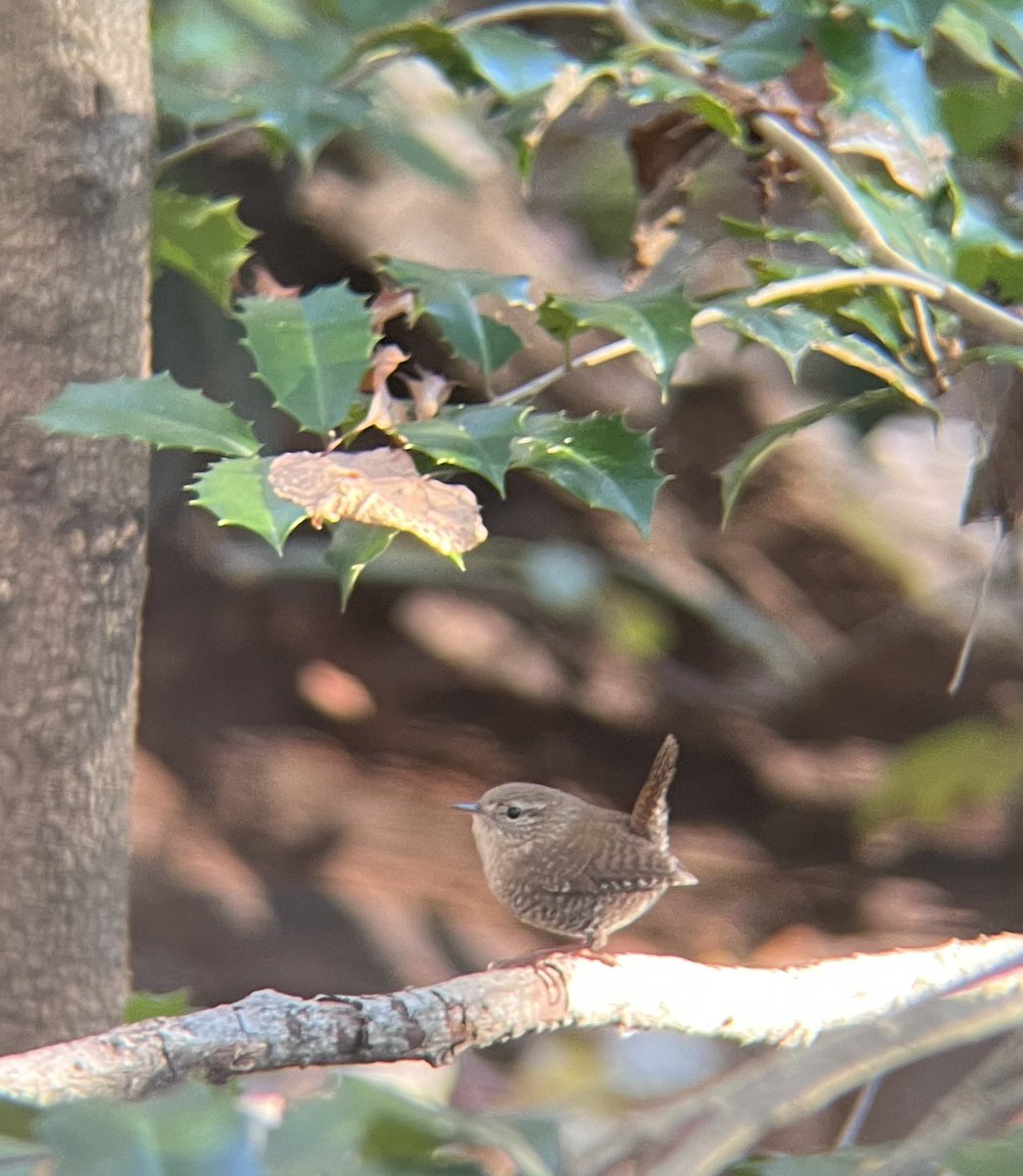Cutest wren there ever was. Winter wren at Prospect Park this afternoon 🥹