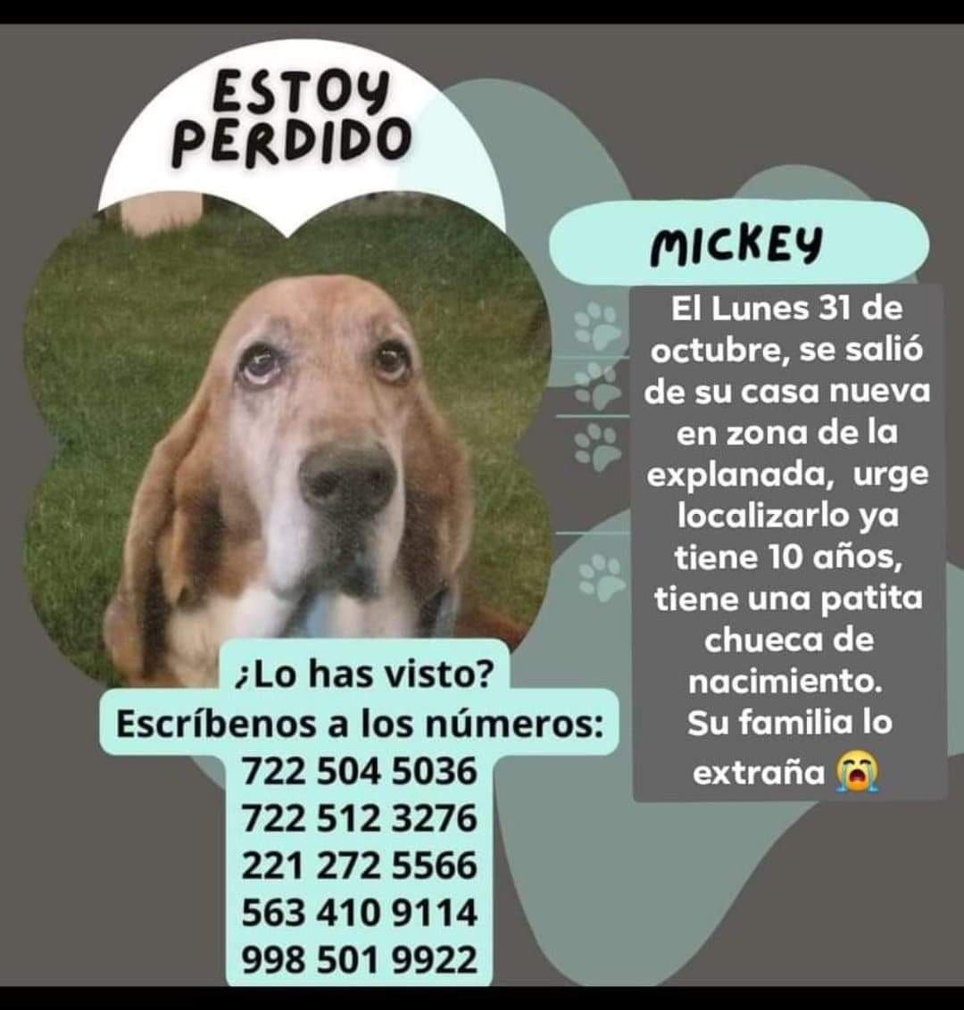 Verónica López (@verolopez_10) on Twitter photo #Puebla Me ayudan con su valioso RT para localizar a estos peludos por favor 🙏🏻
<a href="/SandraOrtizVe/">Sandra Ortiz</a> <a href="/Jacky_LR/">ᒍᗩᑕKY</a> <a href="/engatusada/">Engatusada</a> <a href="/GilbertoBrenis/">Gilberto Brenis ®</a> <a href="/alvarez_armando/">Armando Alvarez</a> <a href="/MoniquePue/">Monica</a> <a href="/dulcgomez/">Dulce Gómez</a> <a href="/MonseNavedo/">Monse Navedo</a> @cynValderrabano <a href="/GretaBeutelspac/">ɢʀᴇᴛᴀ ʙᴇᴜᴛᴇʟsᴘᴀᴄʜᴇʀ</a> #Puebla Me ayudan con su valioso RT para localizar a estos peludos por favor 🙏🏻
<a href="/SandraOrtizVe/">Sandra Ortiz</a> <a href="/Jacky_LR/">ᒍᗩᑕKY</a> <a href="/engatusada/">Engatusada</a> <a href="/GilbertoBrenis/">Gilberto Brenis ®</a> <a href="/alvarez_armando/">Armando Alvarez</a> <a href="/MoniquePue/">Monica</a> <a href="/dulcgomez/">Dulce Gómez</a> <a href="/MonseNavedo/">Monse Navedo</a> @cynValderrabano <a href="/GretaBeutelspac/">ɢʀᴇᴛᴀ ʙᴇᴜᴛᴇʟsᴘᴀᴄʜᴇʀ</a>