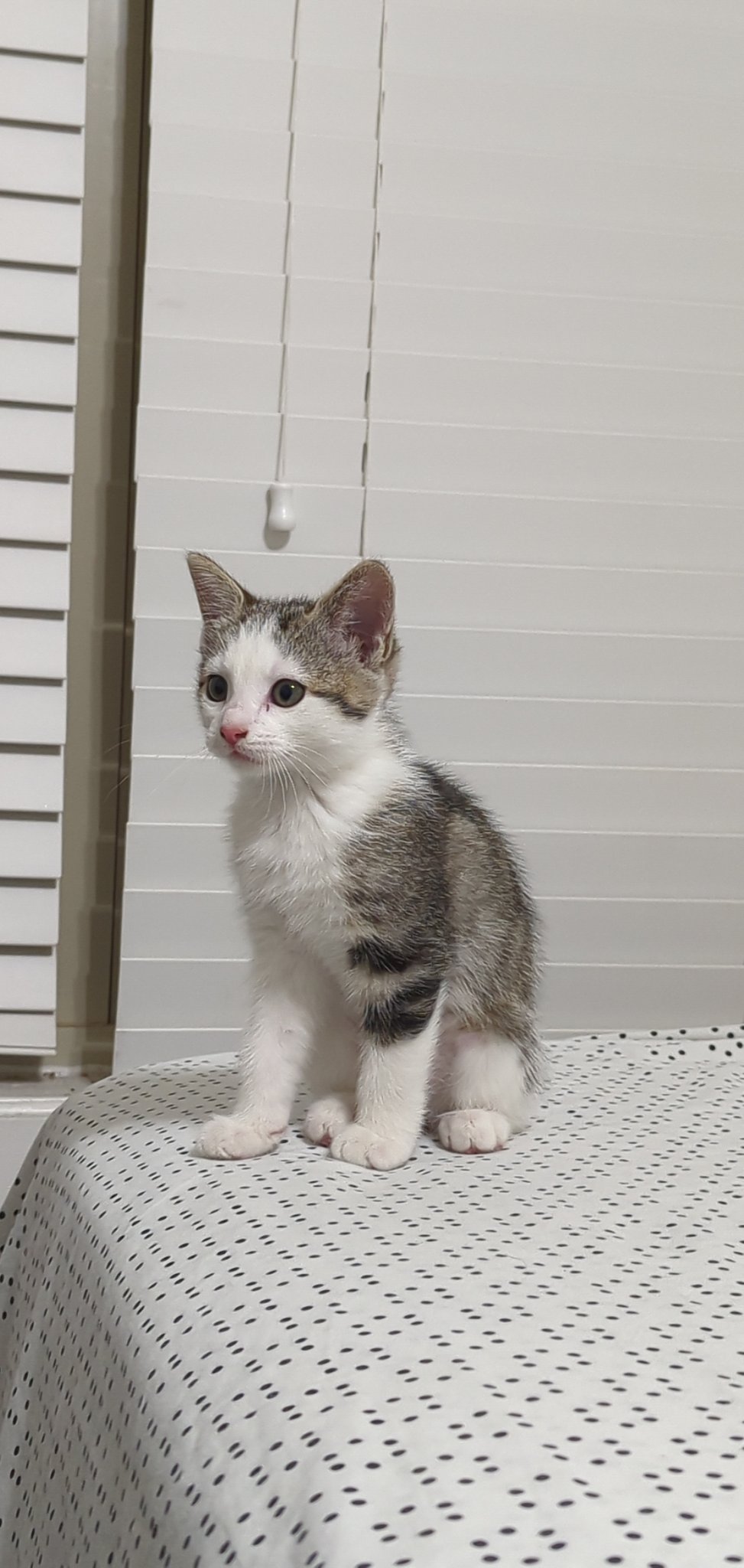 JazzzBerrry (113k) (Top 3%) on Twitter: "I got some kittens!! on the