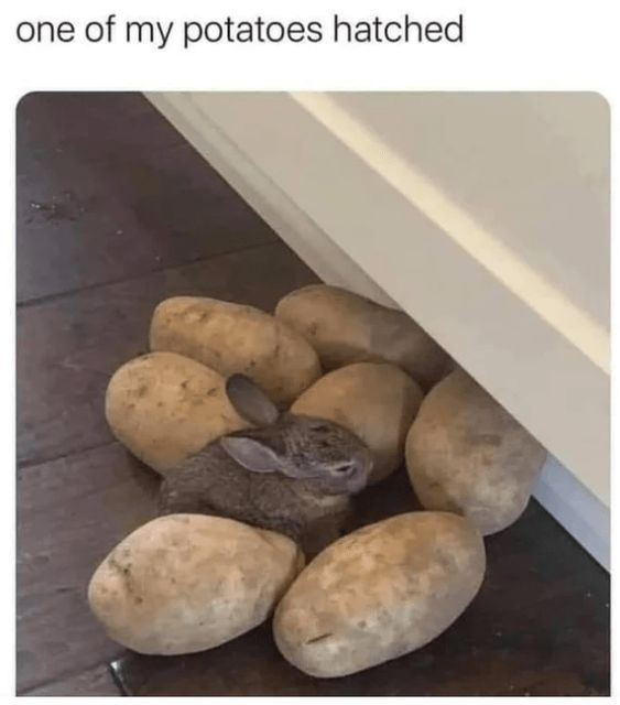 WholesomeMeme's tweet photo. https://t.co/MIDFSv0Jks