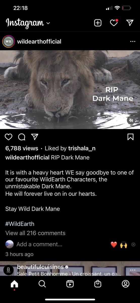 REVOLP's tweet photo. Rest brave one , your spirit is with your cubs. #DarkMane #Wildearth https://t.co/sYoGeT2qWJ