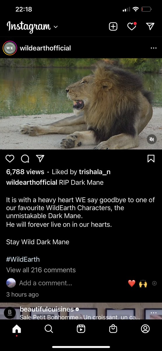 REVOLP's tweet photo. Rest brave one , your spirit is with your cubs. #DarkMane #Wildearth https://t.co/sYoGeT2qWJ