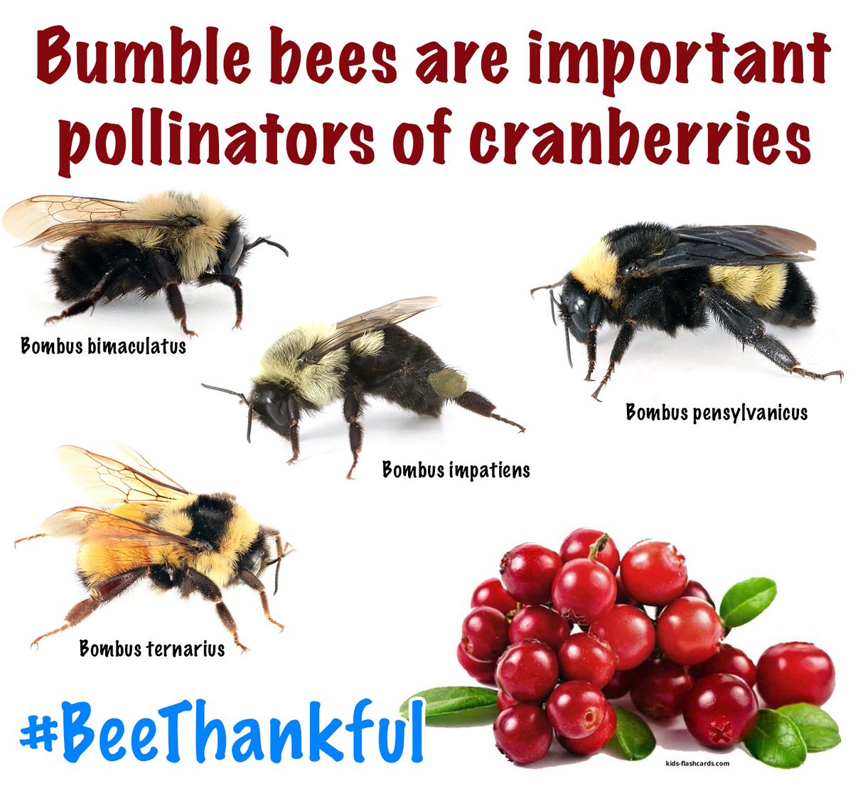 What would thanksgiving be without cranberry sauce? #beethankful