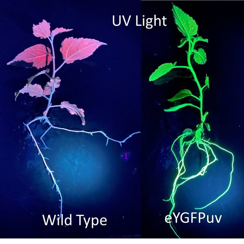 doescience's tweet photo. Glow in the dark science? With a new version of light-up green fluorescent protein from researchers @ORNL, scientists with just blacklight flashlights can watch cells produce other proteins: https://t.co/Urp6CIw8kH https://t.co/0zfMrJnfBk