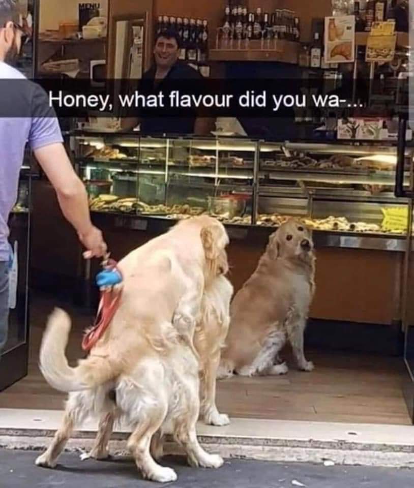 Heckin Good Dogs (@heckingooddogs) on Twitter photo 