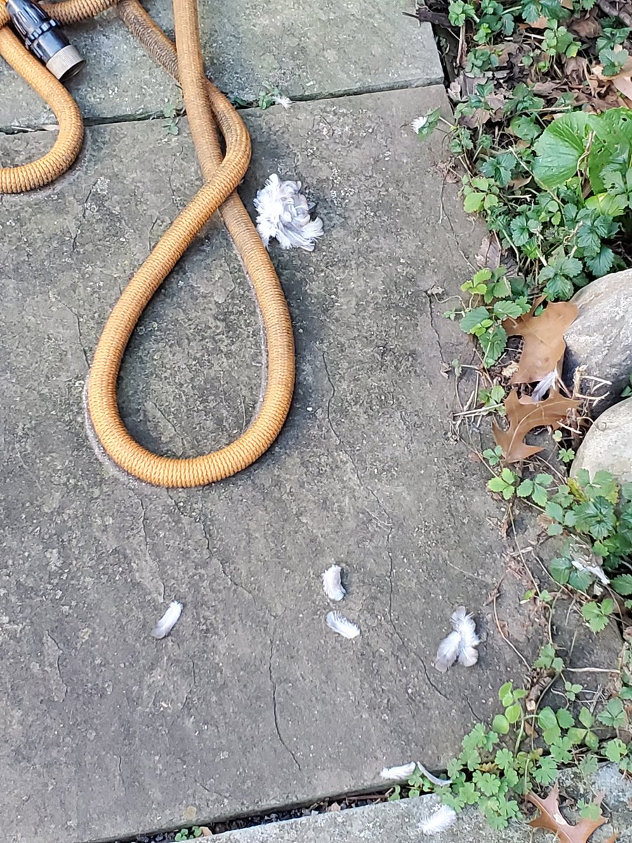 Victoria Jaggard tweet media