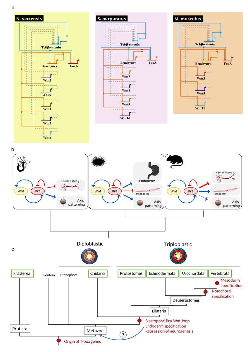 I am happy to share our new paper with our great collaborator lab of @InaArnone on comparative Brachyury target gene screen using genome-wide ChIP-seq in @Nematostella and @Strongylocentrotus is out: Nat Ecol Evol. 2022 Nov 17. doi: 10.1038/s41559-022-01905-w.