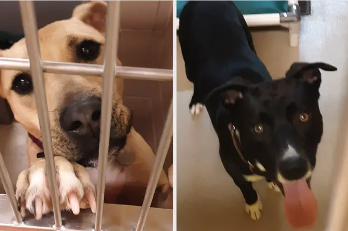 duty2warn's tweet photo. One of the dogs was adopted by a first responder. These are Calvin and Drago, two of the 53. I hear both of them are very good boys. https://t.co/pKrN7wJMTr