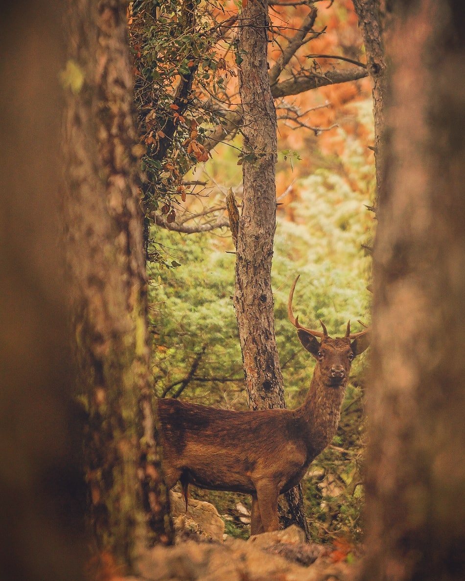 Was shooting the colours in the back when all of the sudden this fella' came out od nowhere and ruined the picture .. 😆 Bastard!

<a href="/Croatia_hr/">Croatia Full of life</a> #wildlife #croatiafulloflife