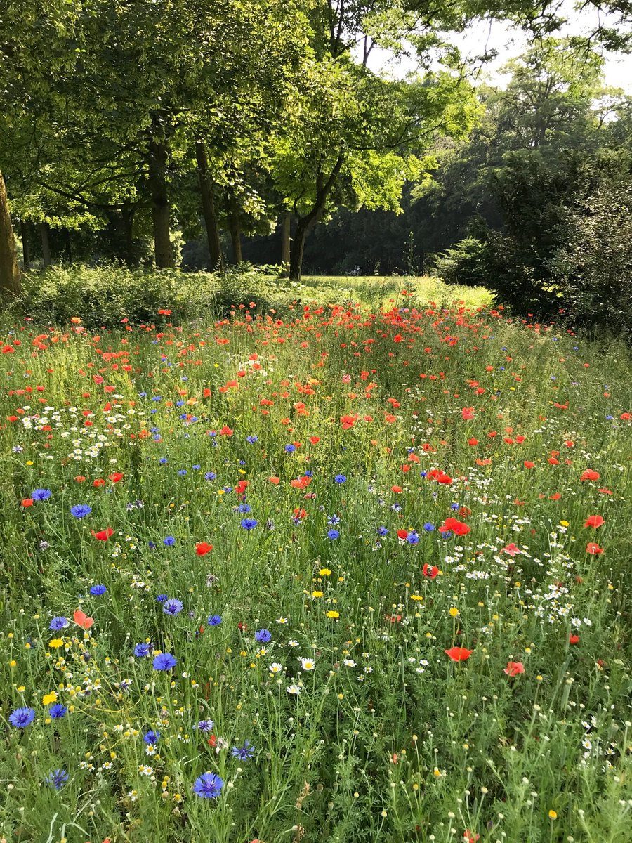 🌿🌼🧺 (@peacozy) on Twitter photo 