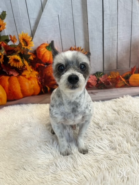 VaDOTNOVA's tweet photo. Rodney in Incident Management loves his little guys! Jacob (Maltese/Chihuahua) loves to sunbathe and chase squirrels. Flynn (Maltese) believes breakfast is at 7 am and dinner is at 5pm - no excuses.
#PetsOfVDOT https://t.co/MUqx9PLUvG