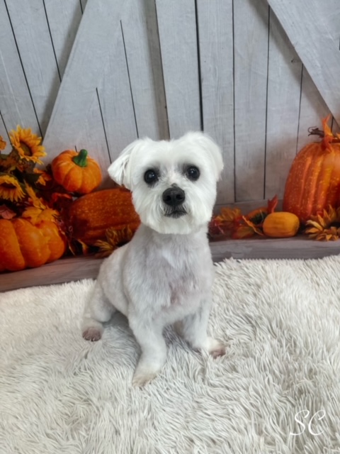 VaDOTNOVA's tweet photo. Rodney in Incident Management loves his little guys! Jacob (Maltese/Chihuahua) loves to sunbathe and chase squirrels. Flynn (Maltese) believes breakfast is at 7 am and dinner is at 5pm - no excuses.
#PetsOfVDOT https://t.co/MUqx9PLUvG