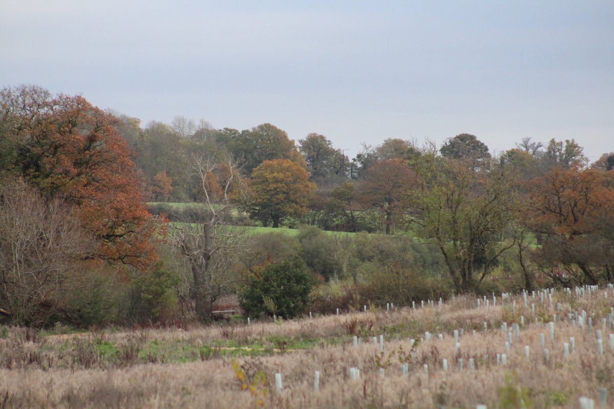 sandair21's tweet photo. A walk along the #Enfieldchase path of #section17 of the #LondonLOOP and into #TrentPark in #Enfield. Buzzard, Red Kite and corvids, lots of leaves and colour left in #Autumn #nature https://t.co/OHmz0b34i7