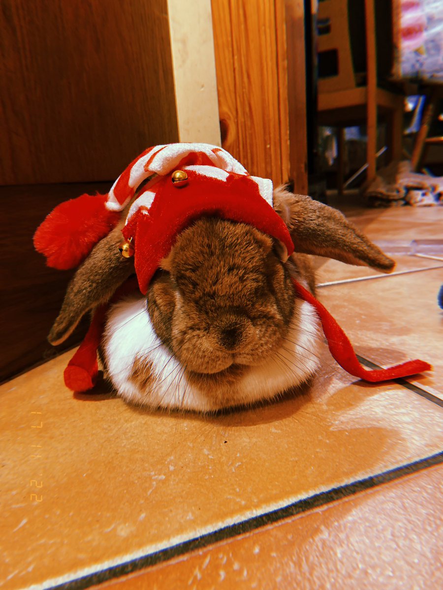 willandwinnie's tweet photo. fashion icon
~
~
#Pets #animals #smallanimal #rabbit #bunny #petrabbit #petbunny #cute https://t.co/rGoNED2x5g