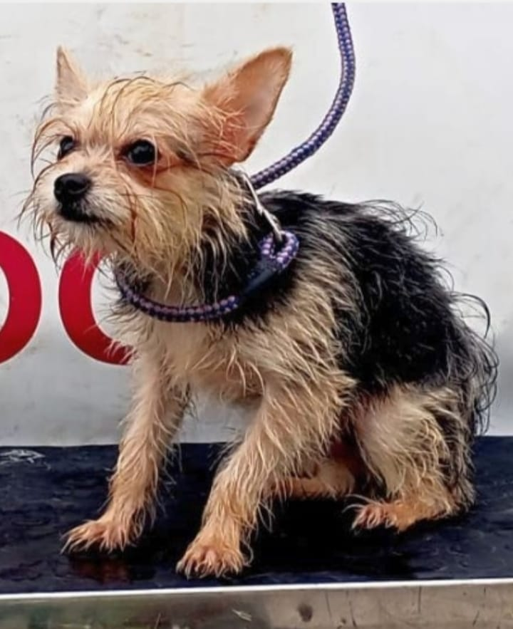 siviaromera1's tweet photo. Actualizo:
Este perrito, según la web de la perrera  de Sevilla, YA ESTÁ FUERA. https://t.co/gKbKFQGeVB