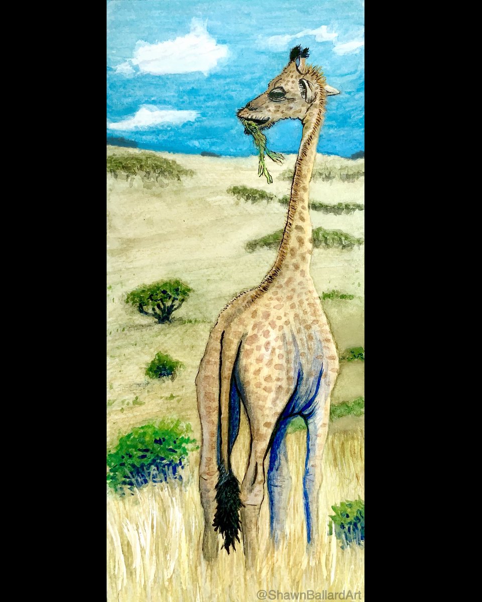 ShawnBallardArt's tweet photo. Giraffe Enjoying Lunch
Watercolor, Gouache & Ink
On 4.5” x 11” Paper
I learned a lot on this
Definitely worth studying
Just look at the landscape and you can see more depth
#watercolorpractice #watercolorpainting #watercolorstudy #weekendwatercolor #giraffeart #gouache https://t.co/RycDnP5cOC