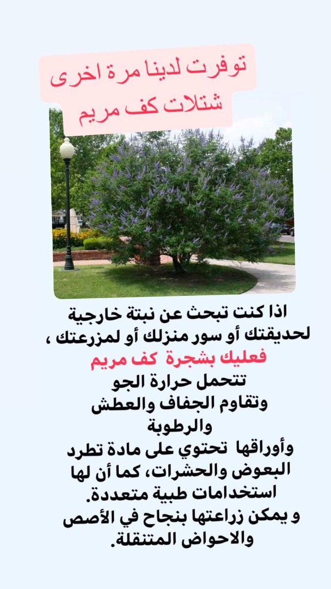 #مشتل_سمرة_خطاف #زرع_الخميس tweet media