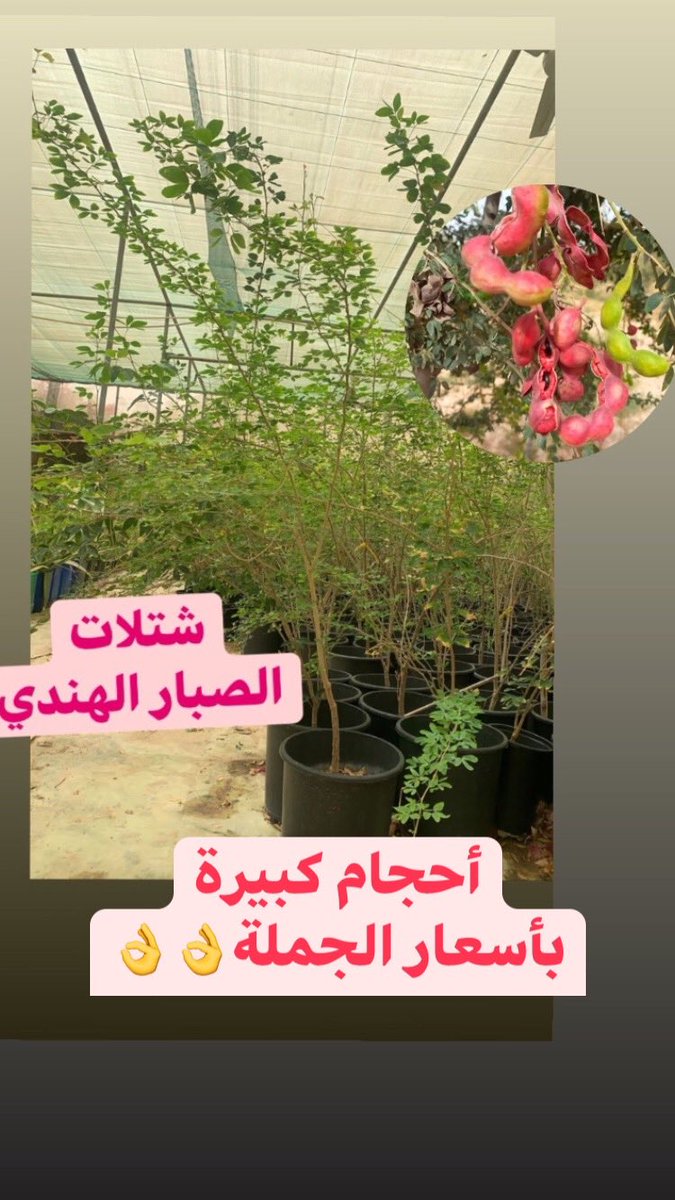 #مشتل_سمرة_خطاف #زرع_الخميس tweet media