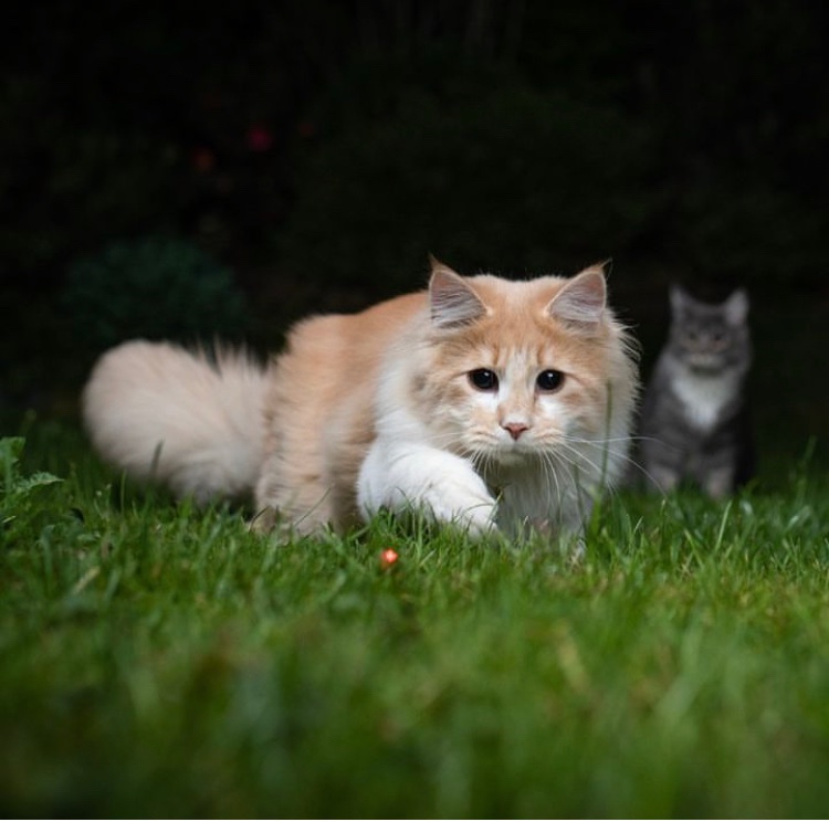 We haven't shared a cat fact for a while, so did you know.. "when a cat chases its prey, it keeps its head level. Dogs &amp;humans bob their heads up and down” #cat #cats #catlover #catoftheday #cutecat #catsworld #CatFact #factoftheday #funfact #catfood  #drycatfood #homedelivery