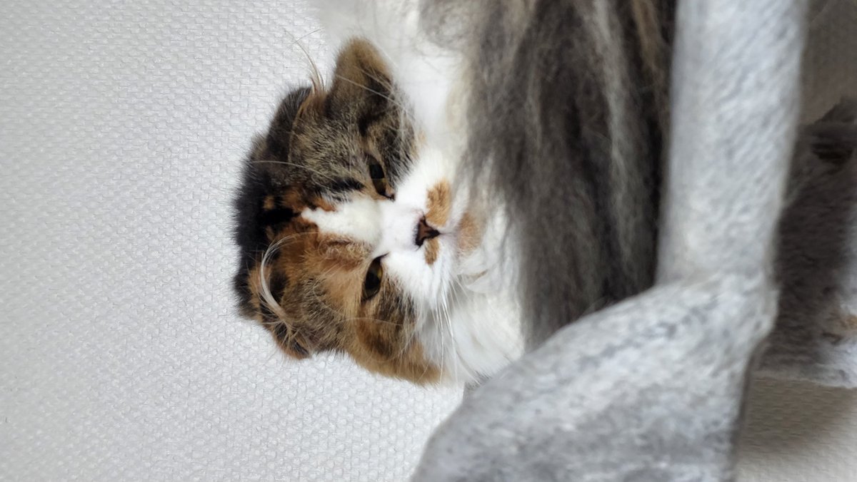 お耳の飾り毛可愛い🥰