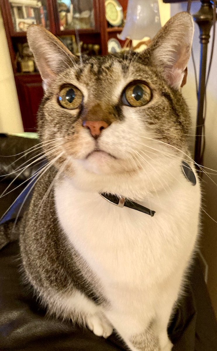 VaDOTNOVA's tweet photo. Winnie (cat) lives with Aleksandra in Land Use, and the two doggos Angel & Rusty live with her daughter. While Winnie is happy just to sit in your lap and purr away, Angel & Rusty prefer to go crazy and get their energy out!
#PetsOfVDOT https://t.co/uhCv7jAv6j