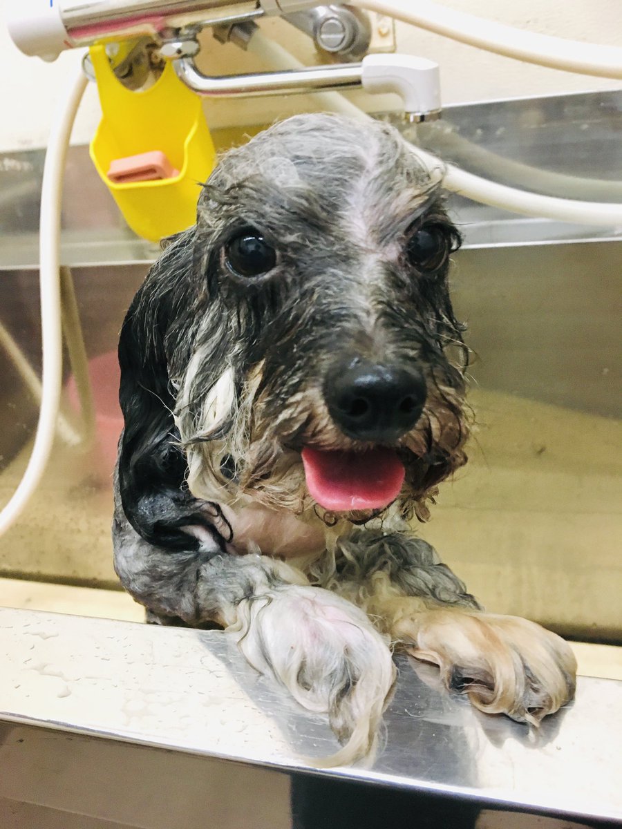 犬あるある 水をかぶると別犬