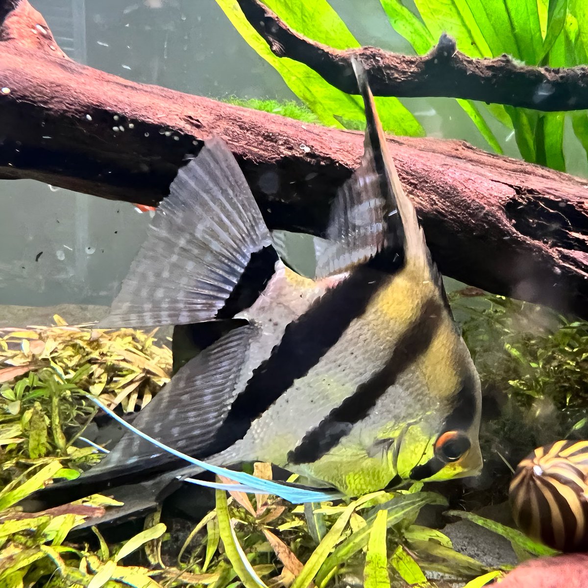 AdamRussonDO's tweet photo. If I may nerd out for a moment…this is my 50g freshwater planted aquarium. Attached are some flora and fauna. https://t.co/I3jbUdx235